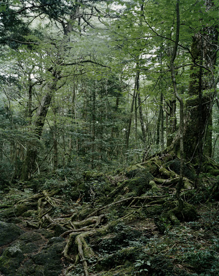 小野強志 aokigahara009.jpg